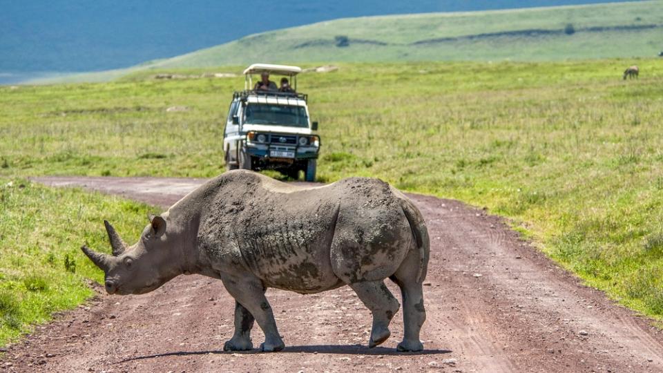 Safarieventyr og oplevelser i Afrika