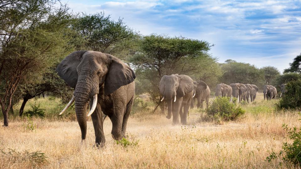 Vores rejser til Tanzania
